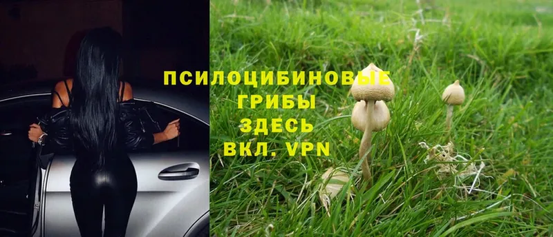 МЕГА ССЫЛКА  дарнет шоп  Димитровград  Галлюциногенные грибы Psilocybe 